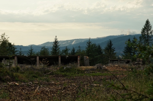 Tief im Wald 2023 00100